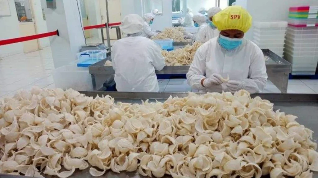 Gaji Membersihkan Sarang Burung Walet dan Faktor-Faktor yang Mempengaruhi